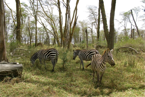 zebras