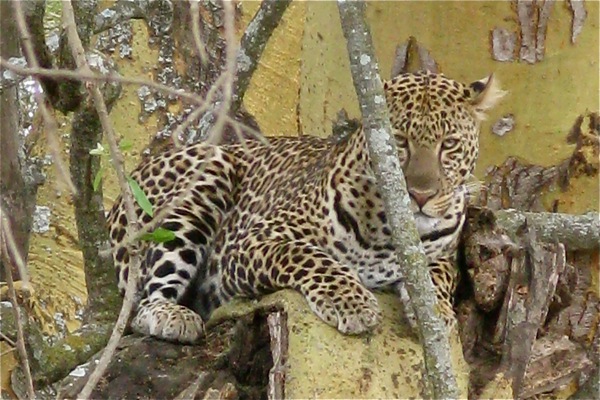 leopard
