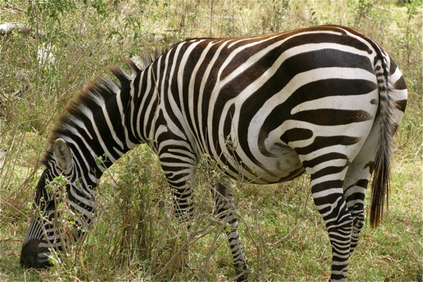 zebra