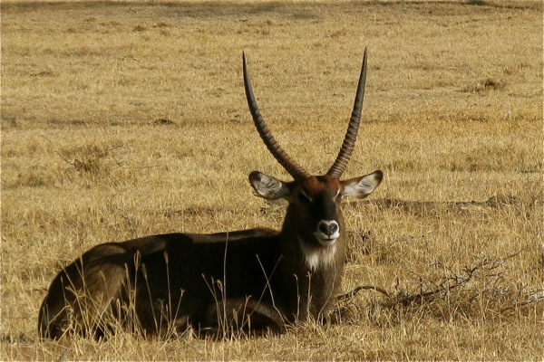 Lake Nakuru