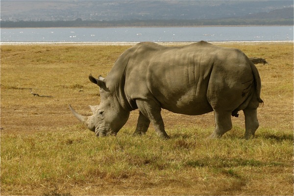 Lake Nakuru