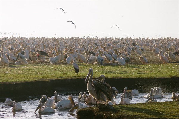 Lake Nakuru