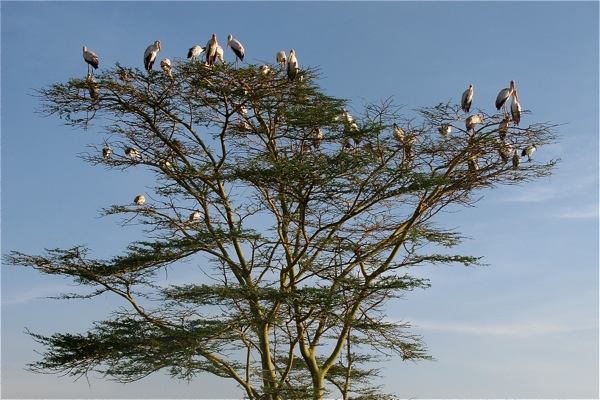 Lake Nakuru