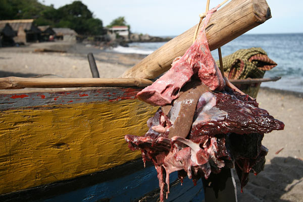 dolphin meat