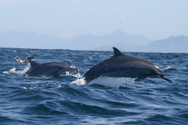dolphins