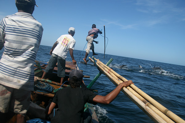 spearing a dolphin