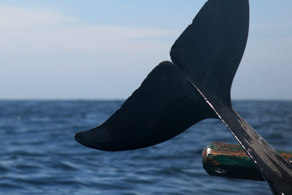 the catch