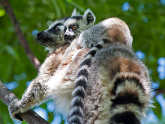 Lemur