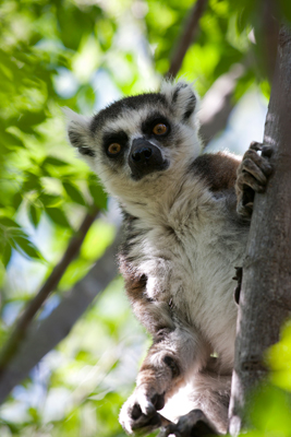 Lemur