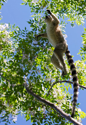 Lemur