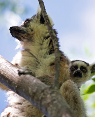 Lemur