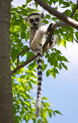 Lemur