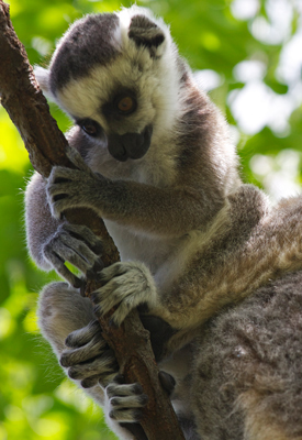 Lemur