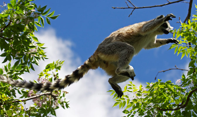 Lemur