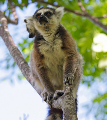 Lemur