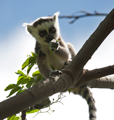 Lemur