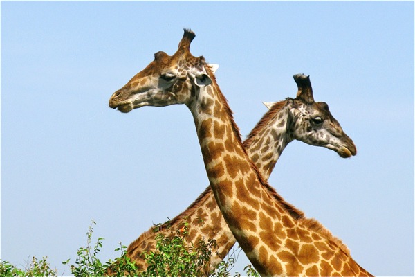 Kenya