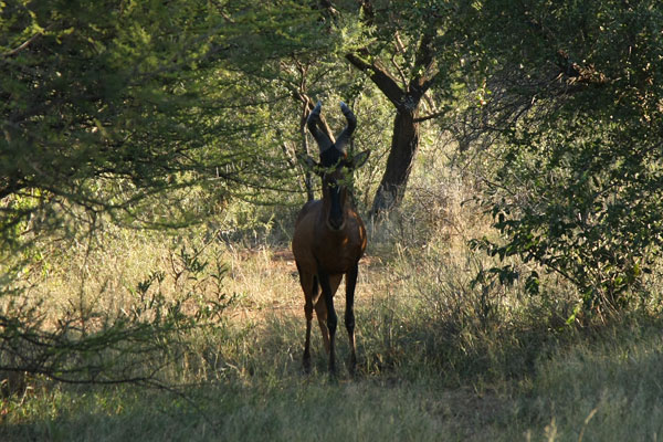 hartebeest