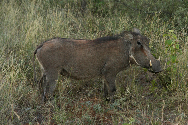 warthog