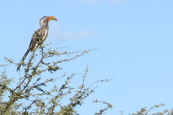 hornbill