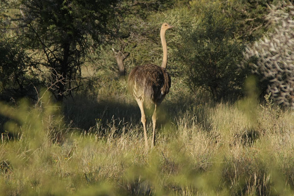 ostrich