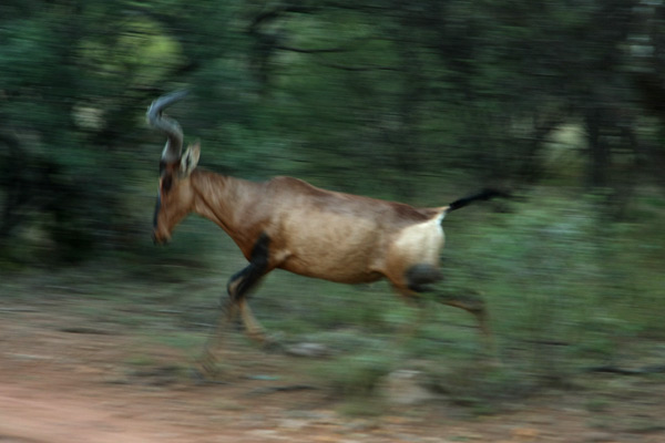 wildebeest