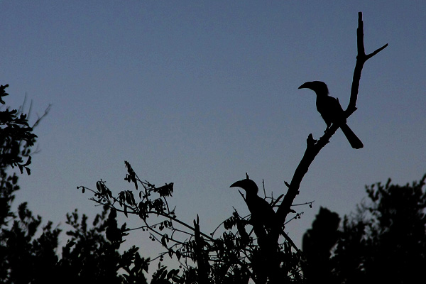 hornbills
