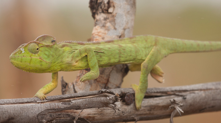 Madagascar