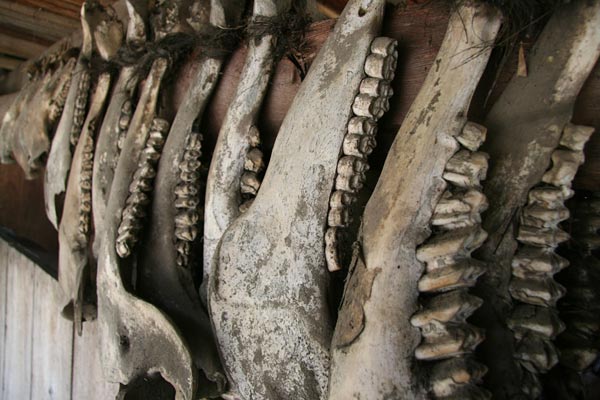 Teeth