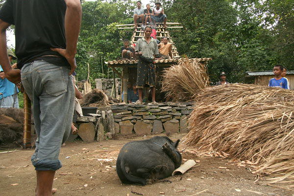Pig