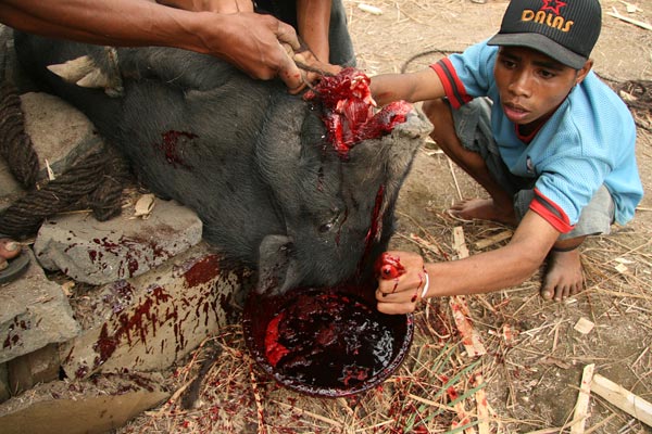 Pig brain