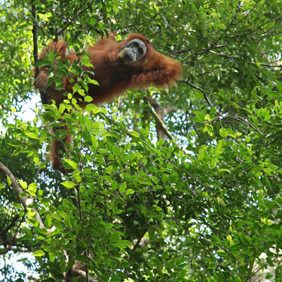 Orangutan