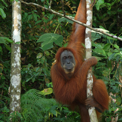 Orangutan