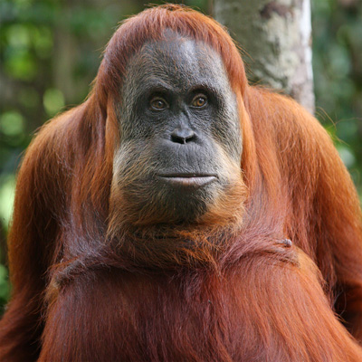 Orangutan