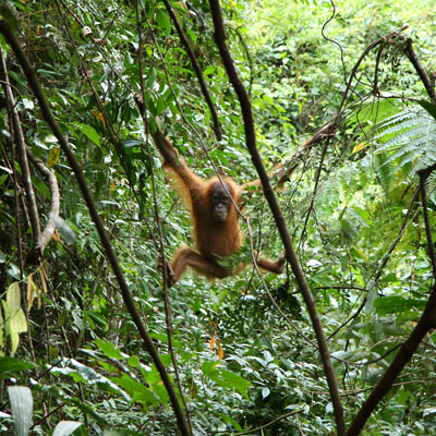 Orangutan