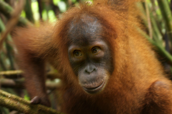 Orangutan