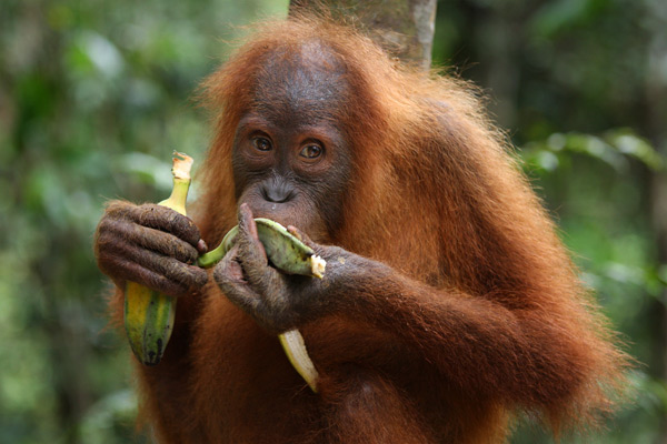 Orangutan