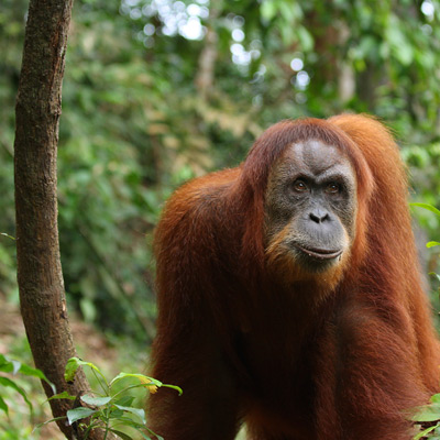 Orangutan