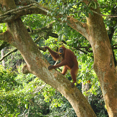 Orangutan