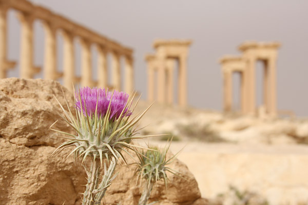 palmyra