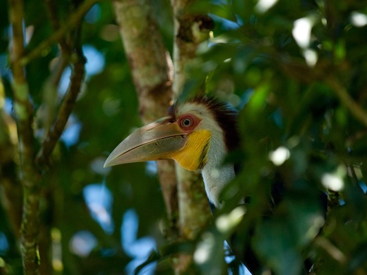 Hornbill