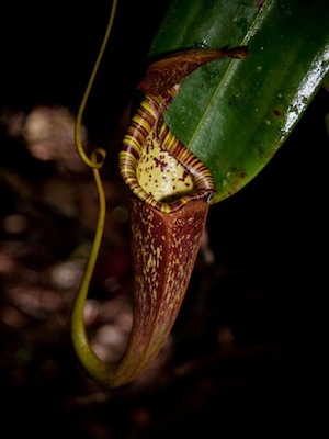 Nepenthes