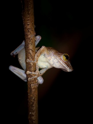 frog