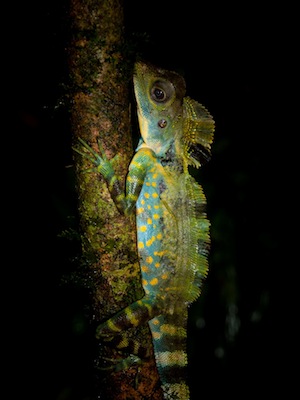 lizard