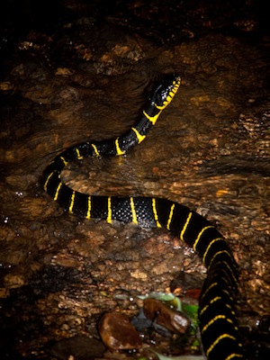 mangrove snake
