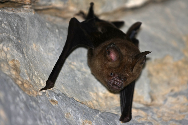 bat