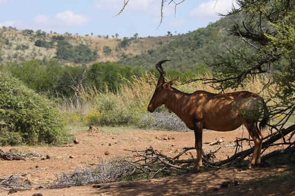 Pilanesberg