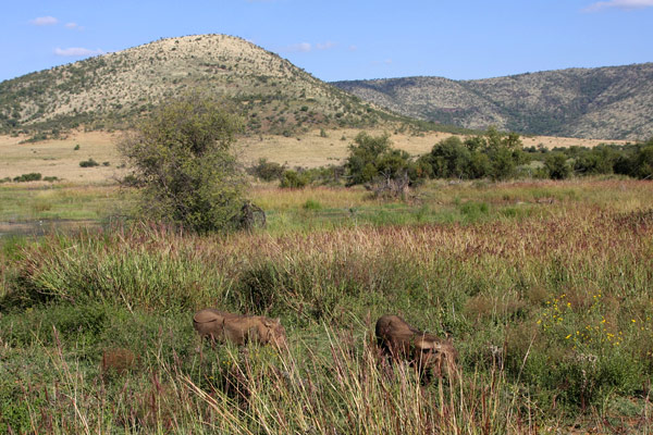 Pilanesberg