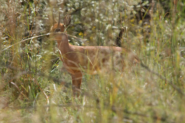 Pilanesberg