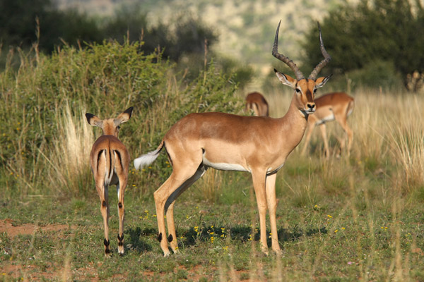 Pilanesberg